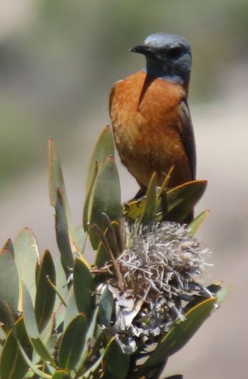 Thetroutpod Birdwatching