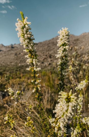 Glendonald Images 44